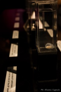 1-IMG_5954